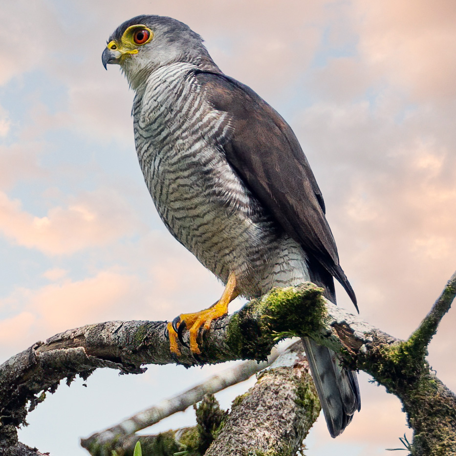 Ястреб-крошка (Accipiter superciliosus) Фото №2