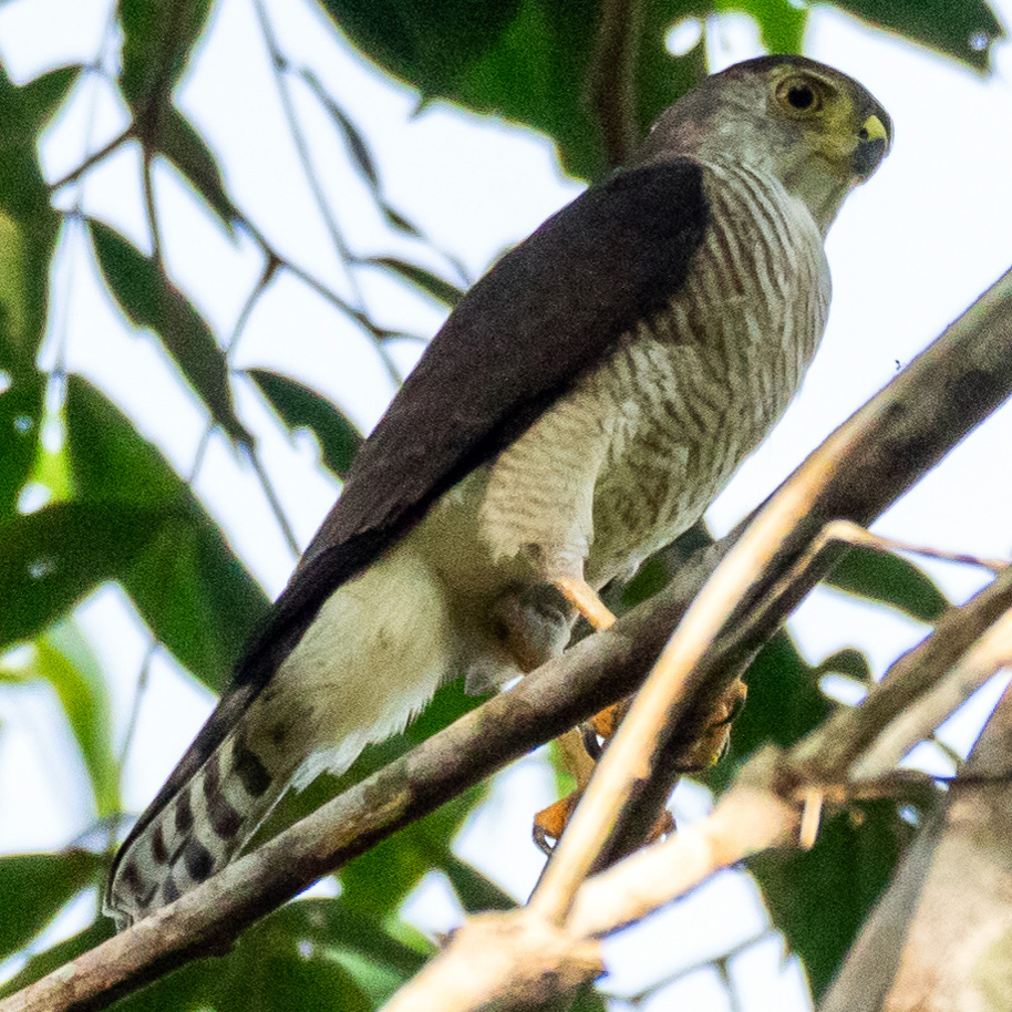 Ястреб-крошка (Accipiter superciliosus) Фото №3