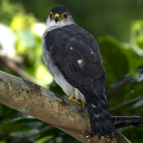 Ястреб-крошка (Accipiter superciliosus) Фото №4