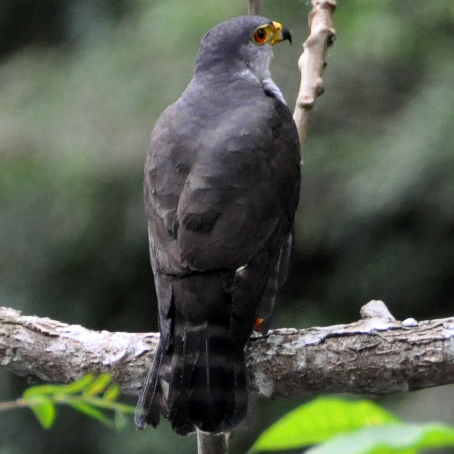 Ястреб-крошка (Accipiter superciliosus) Фото №5
