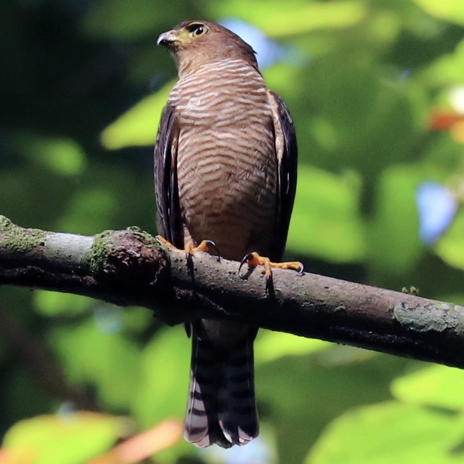 Ястреб-крошка (Accipiter superciliosus) Фото №6