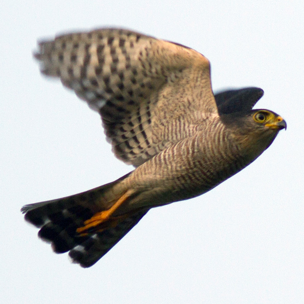 Ястреб-крошка (Accipiter superciliosus) Фото №7