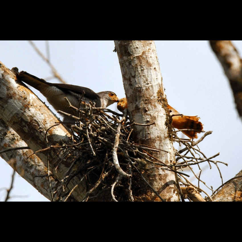Ястреб-крошка (Accipiter superciliosus) Фото №8