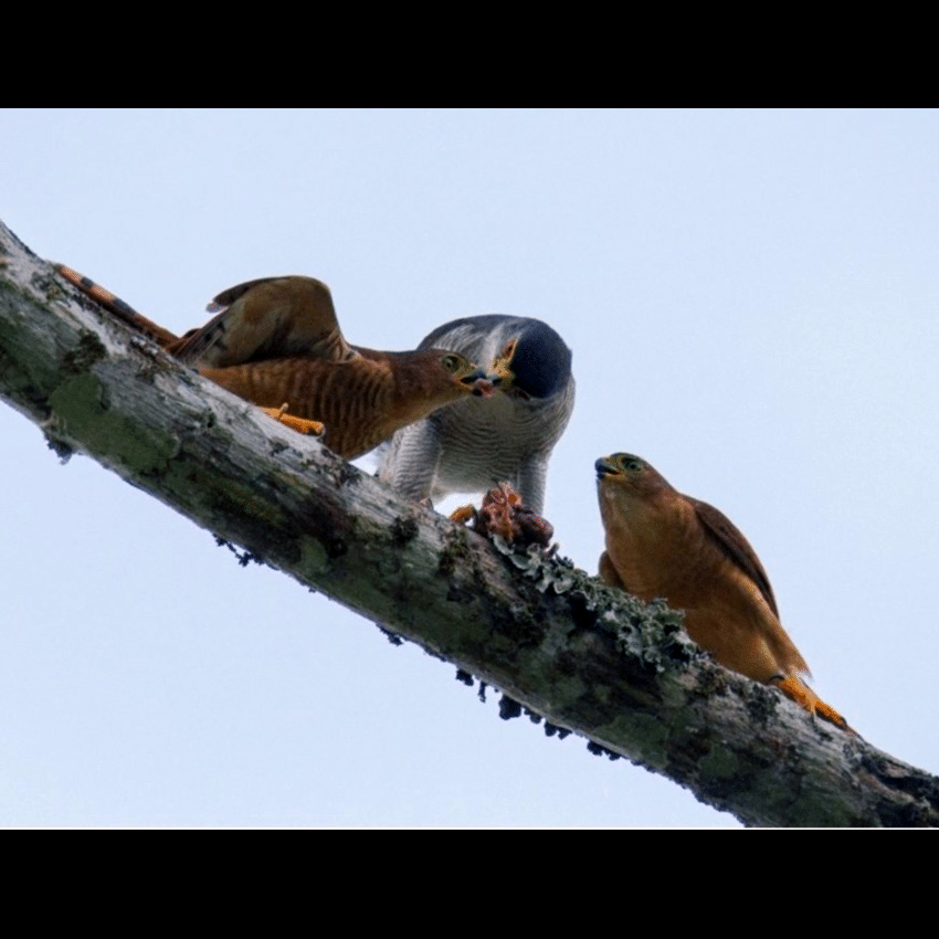Ястреб-крошка (Accipiter superciliosus) Фото №9