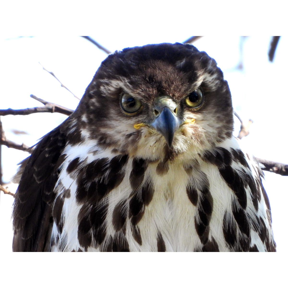 Африканский тетеревятник (Accipiter tachiro) Фото №10