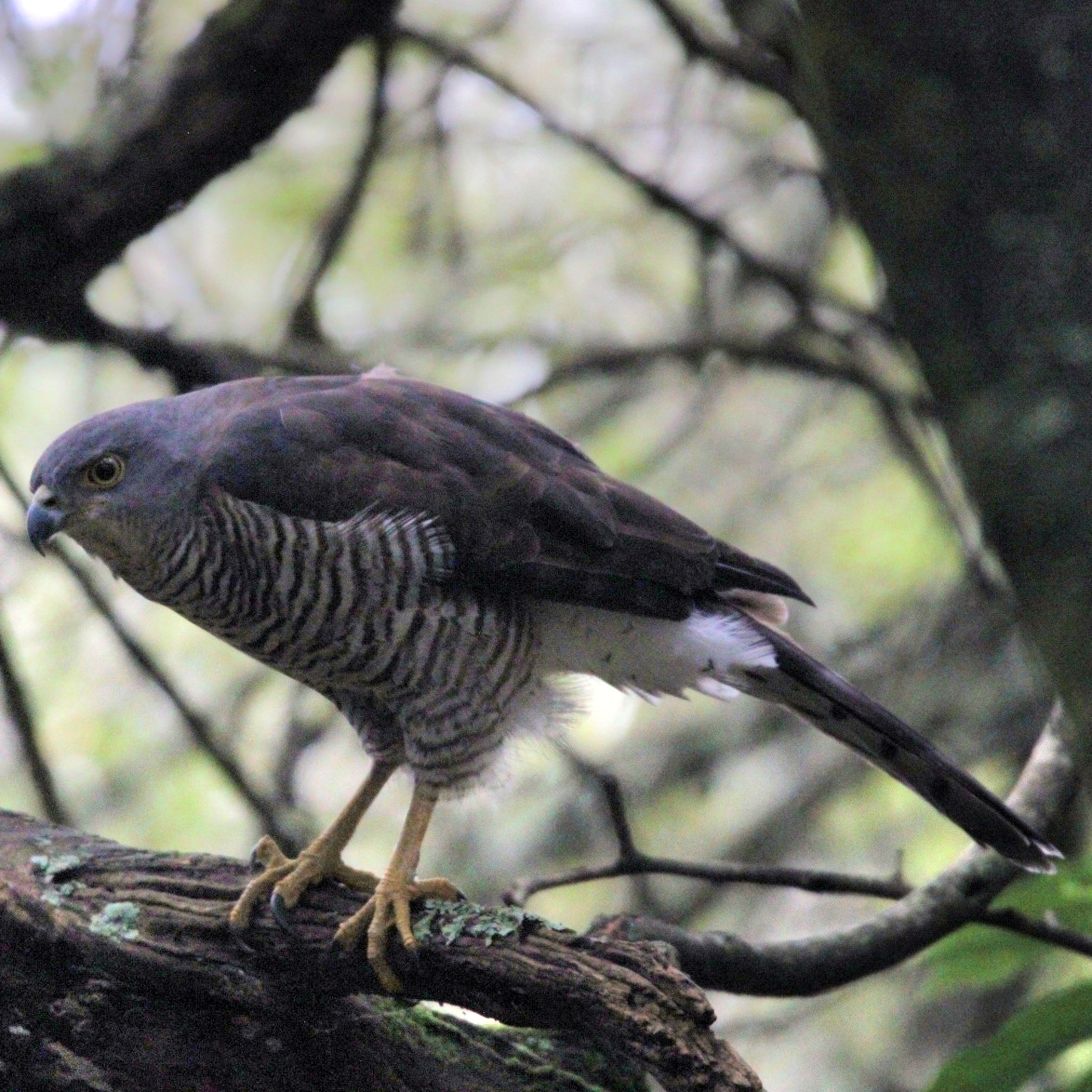 Африканский тетеревятник (Accipiter tachiro) Фото №2