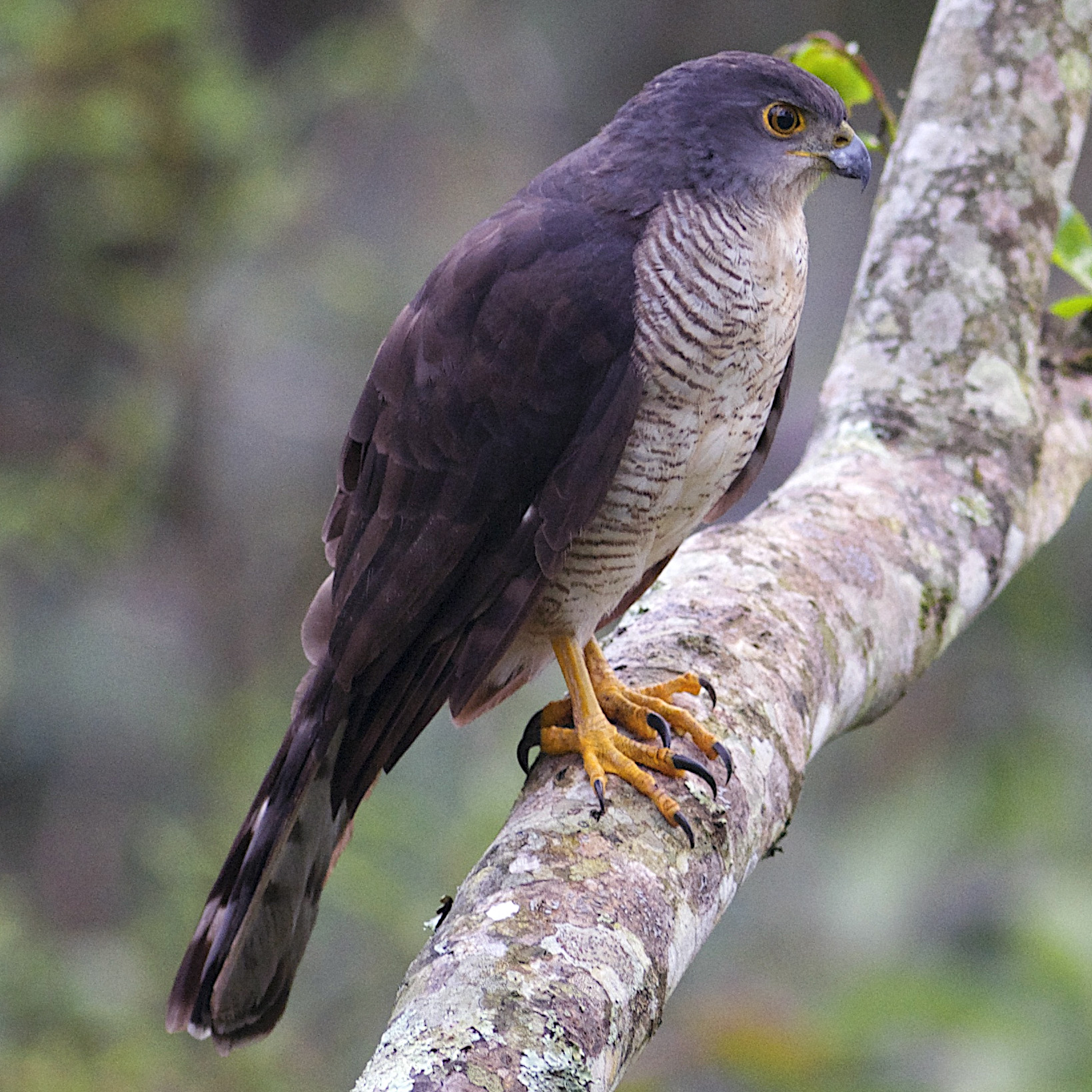 Африканский тетеревятник (Accipiter tachiro) Фото №3
