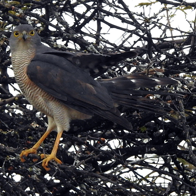 Африканский тетеревятник (Accipiter tachiro) Фото №4