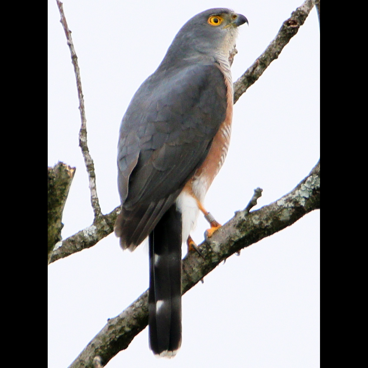 Африканский тетеревятник (Accipiter tachiro) Фото №5