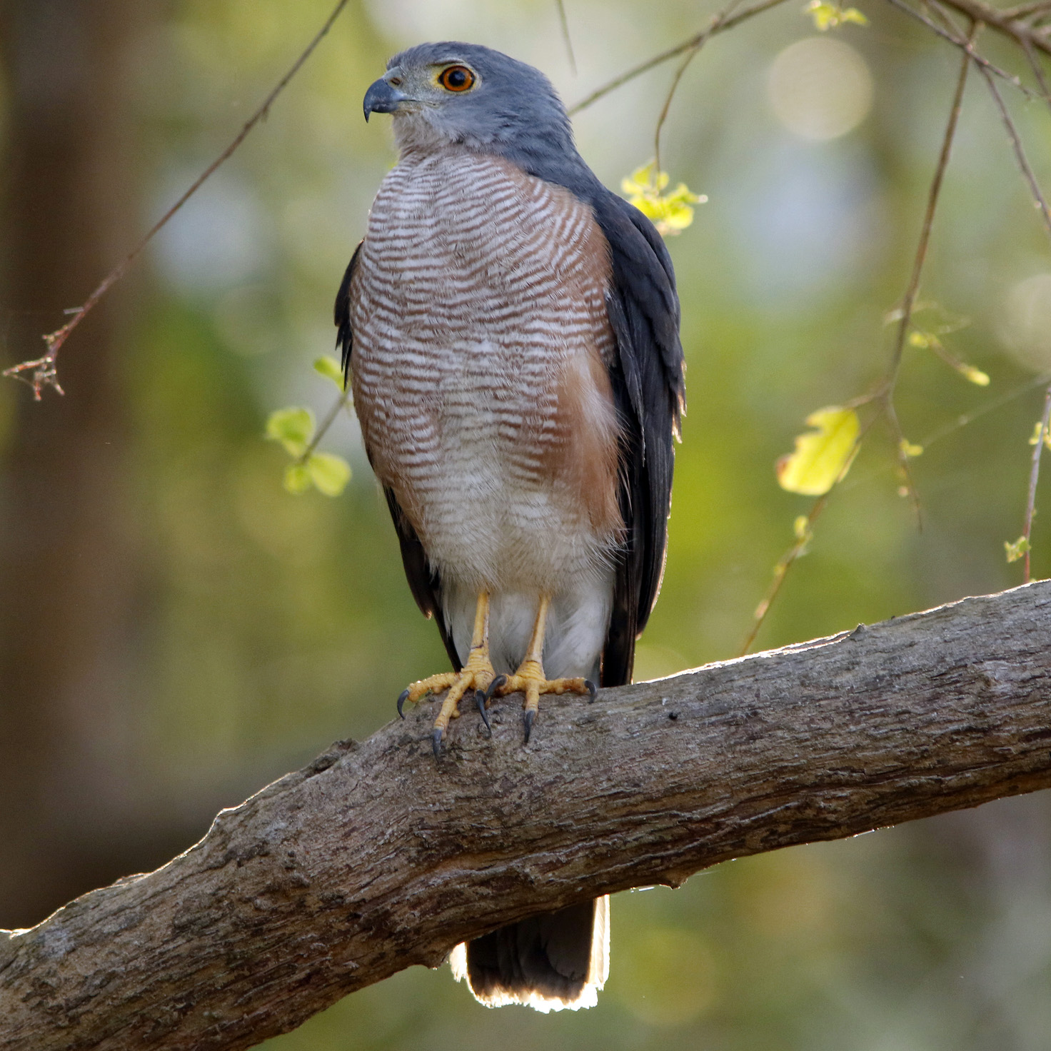 Африканский тетеревятник (Accipiter tachiro) Фото №6