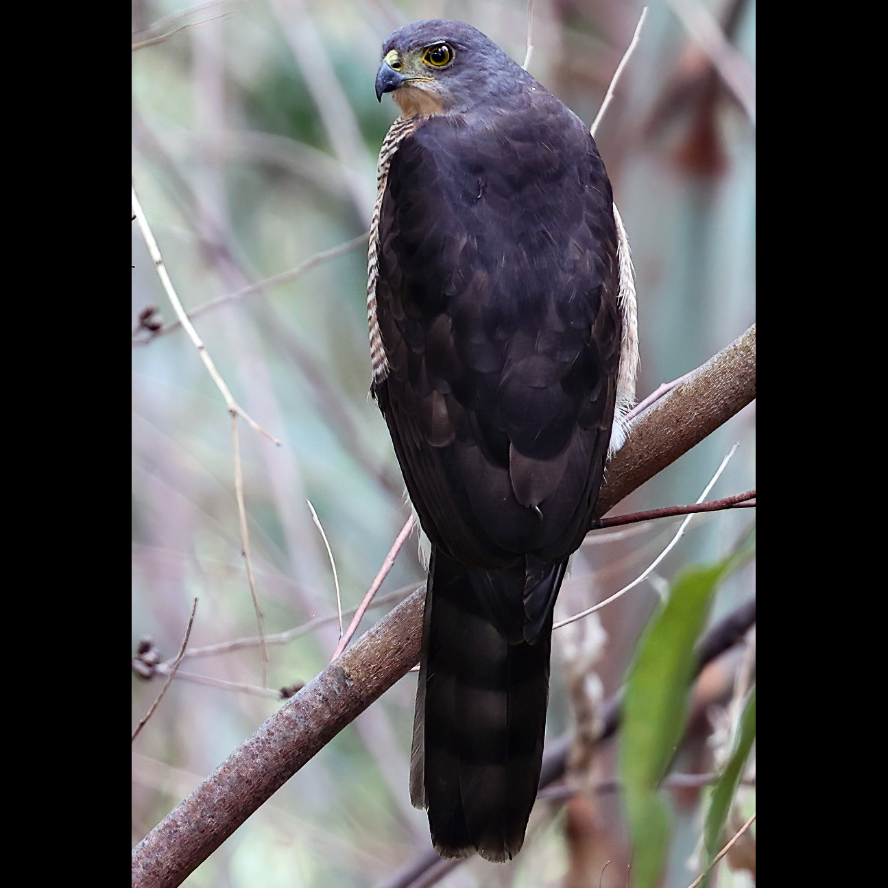 Африканский тетеревятник (Accipiter tachiro) Фото №7