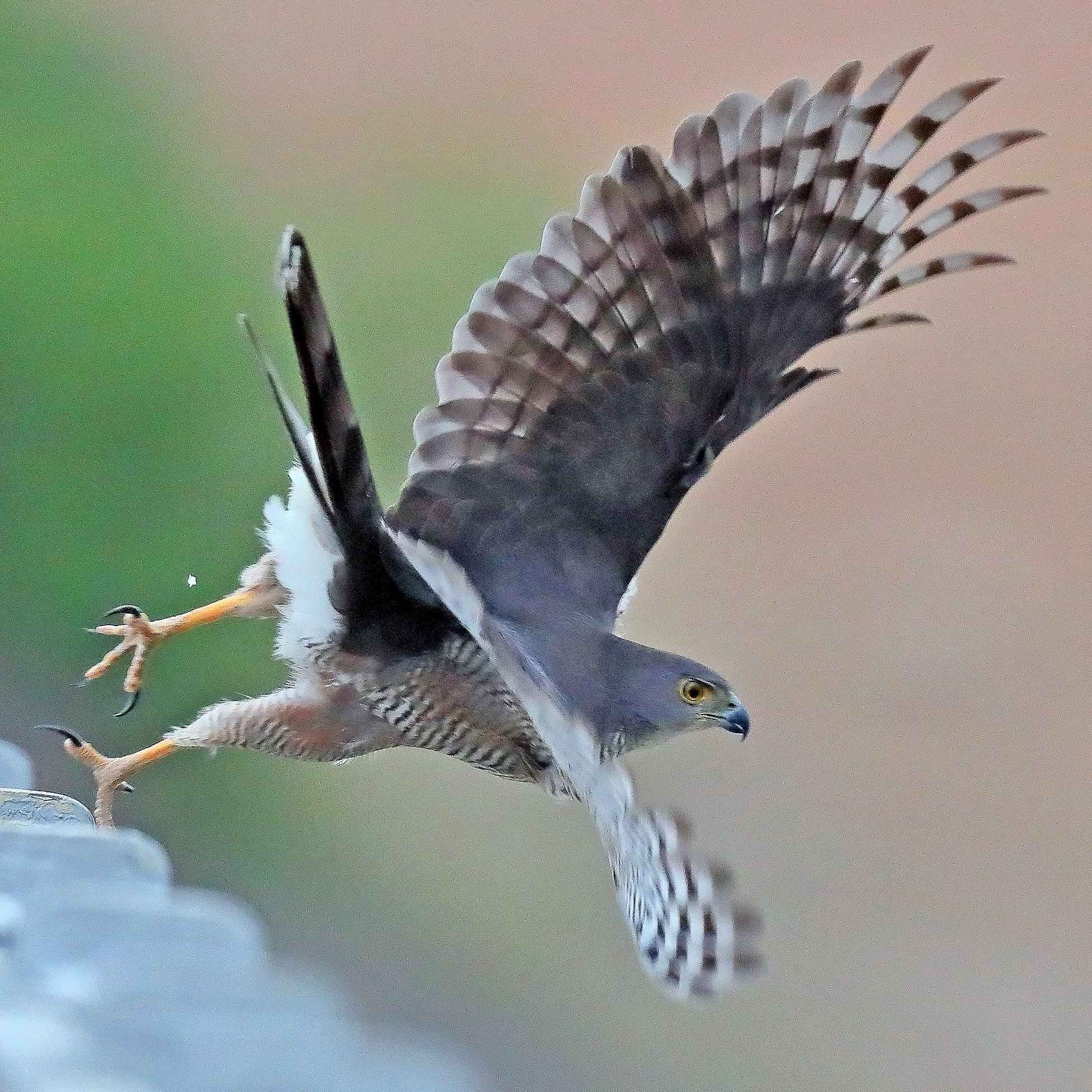Африканский тетеревятник (Accipiter tachiro) Фото №8