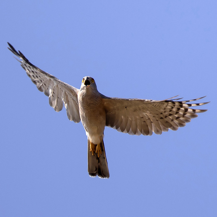 Африканский тетеревятник (Accipiter tachiro) Фото №9