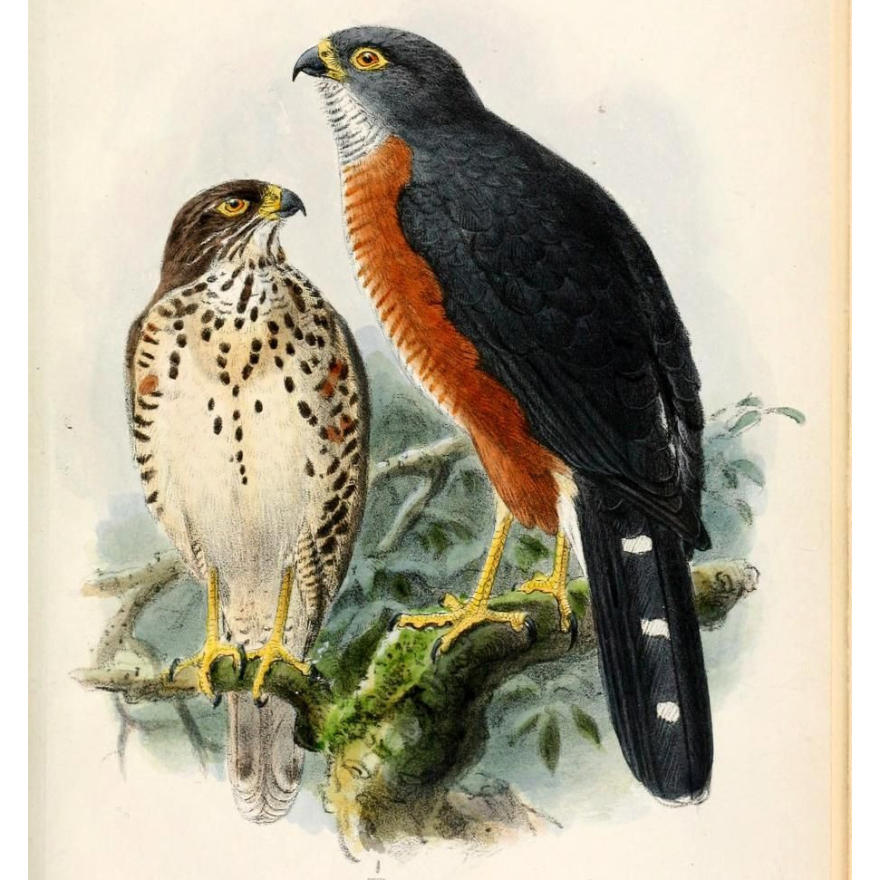 Красногрудый тетеревятник (Accipiter toussenelii) Фото №10