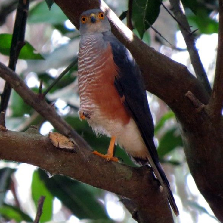 Красногрудый тетеревятник (Accipiter toussenelii) Фото №2