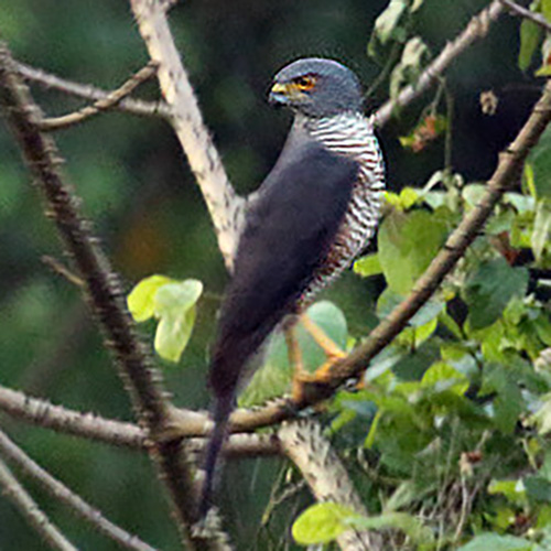 Красногрудый тетеревятник (Accipiter toussenelii) Фото №3