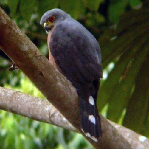 Красногрудый тетеревятник (Accipiter toussenelii) Фото №4
