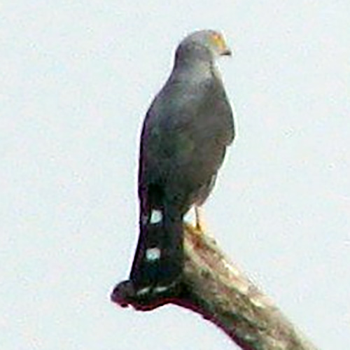 Красногрудый тетеревятник (Accipiter toussenelii) Фото №5