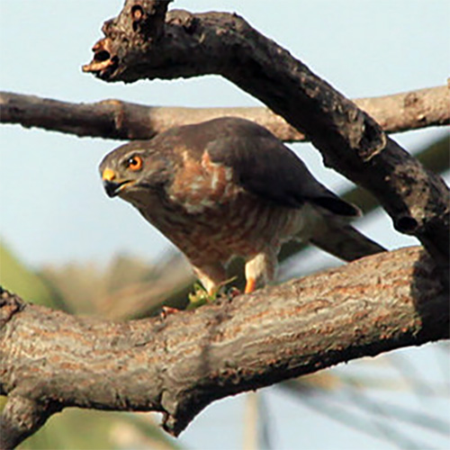 Красногрудый тетеревятник (Accipiter toussenelii) Фото №6