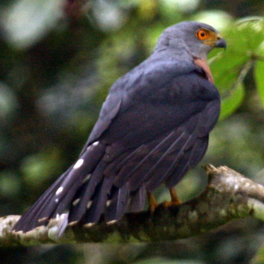 Красногрудый тетеревятник (Accipiter toussenelii) Фото №7