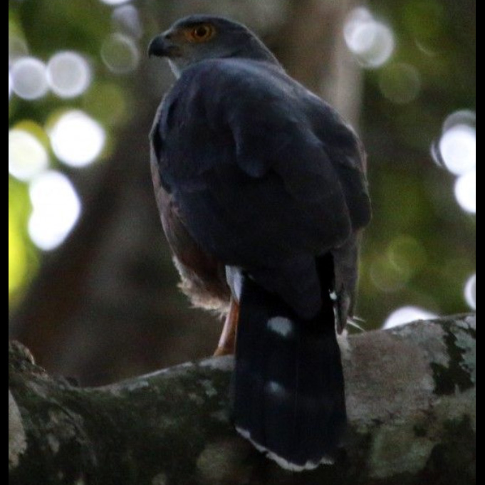 Красногрудый тетеревятник (Accipiter toussenelii) Фото №8