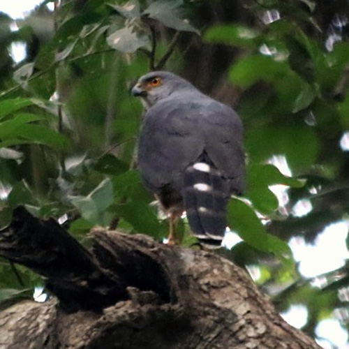 Красногрудый тетеревятник (Accipiter toussenelii) Фото №9