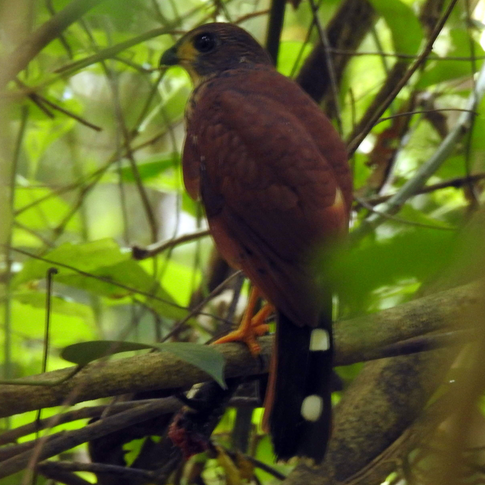 Пятнистохвостый перепелятник (Accipiter trinotatus) Фото №2