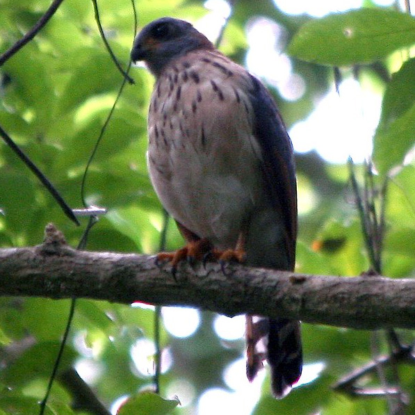 Пятнистохвостый перепелятник (Accipiter trinotatus) Фото №8
