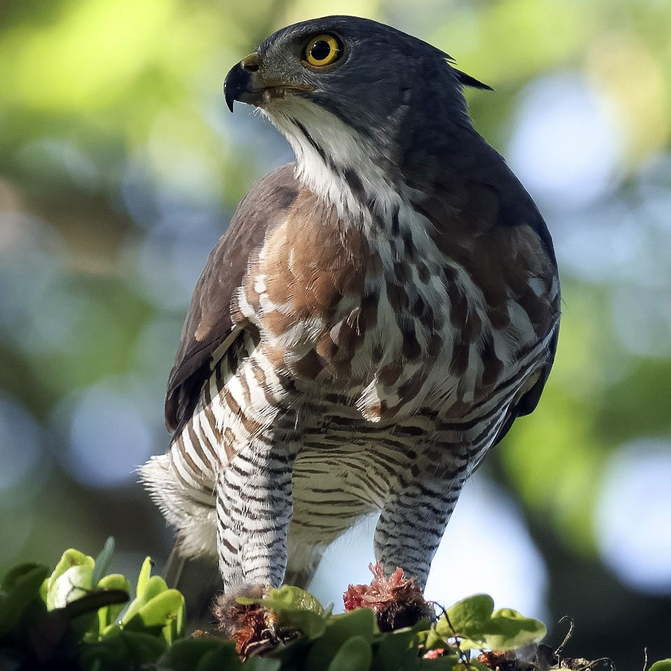 Хохлатый ястреб (Accipiter trivirgatus) Фото №10