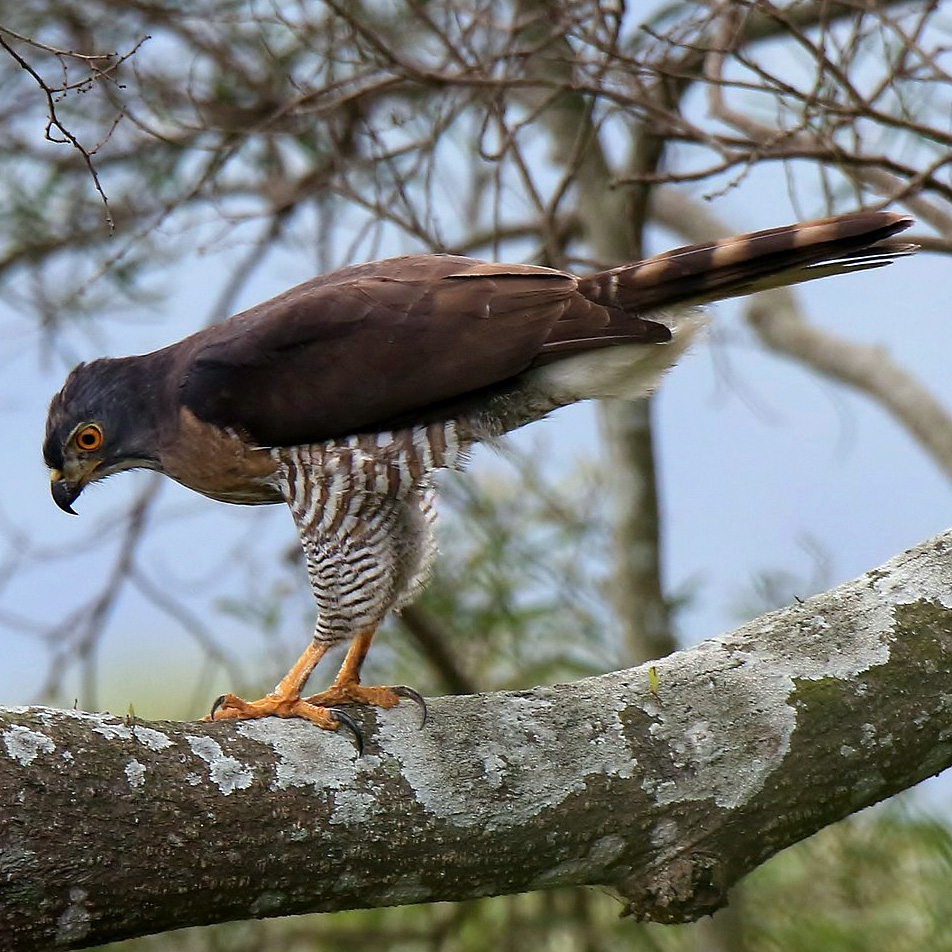 Хохлатый ястреб (Accipiter trivirgatus) Фото №2