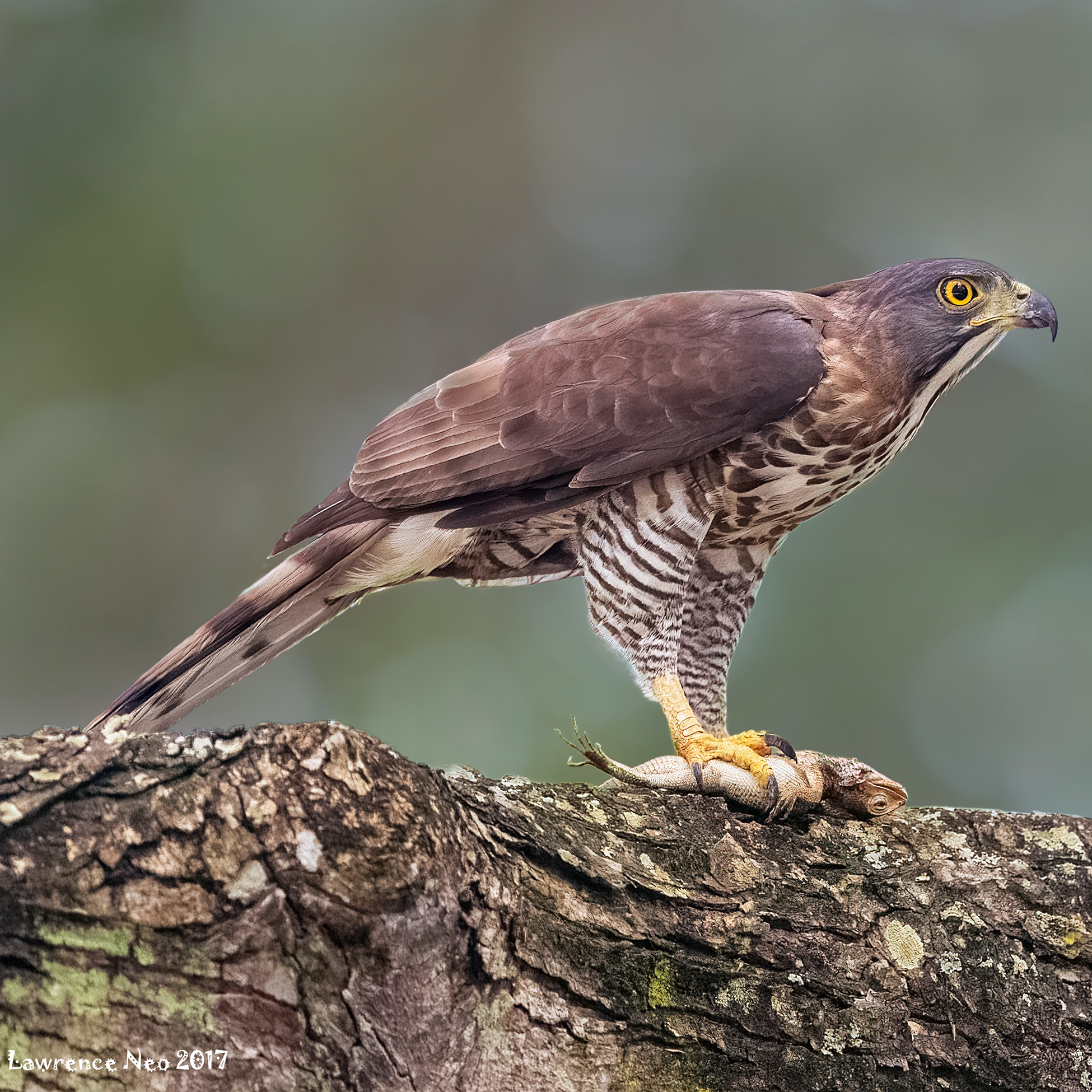 Хохлатый ястреб (Accipiter trivirgatus) Фото №3