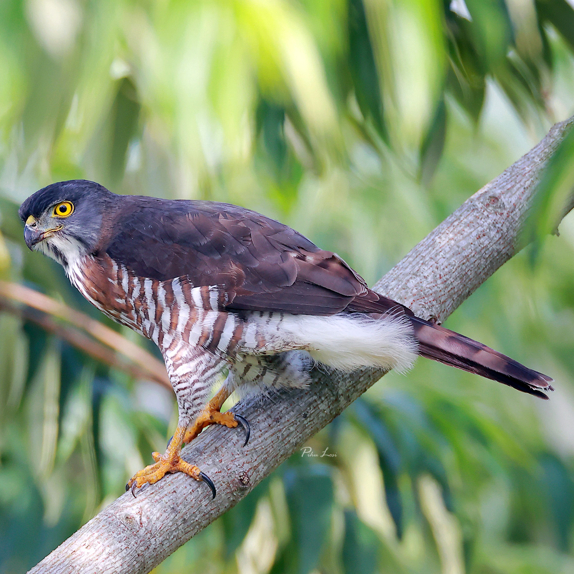 Хохлатый ястреб (Accipiter trivirgatus) Фото №4