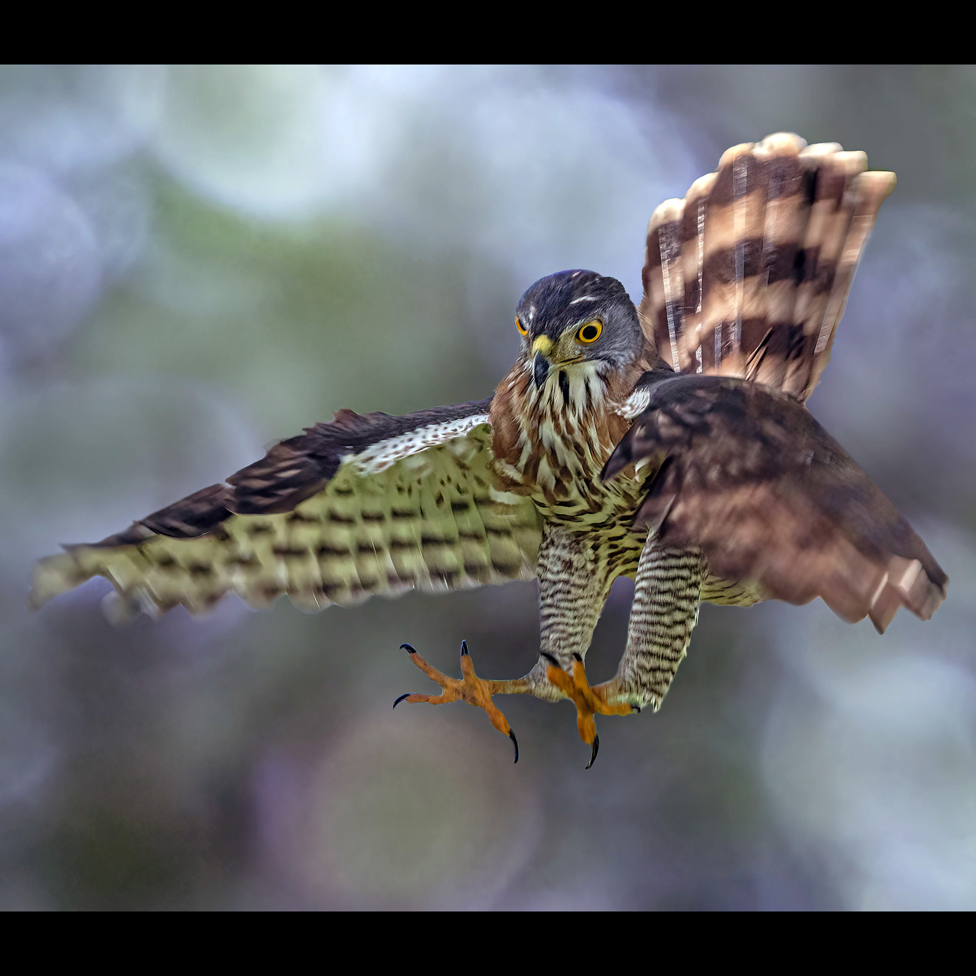 Хохлатый ястреб (Accipiter trivirgatus) Фото №5