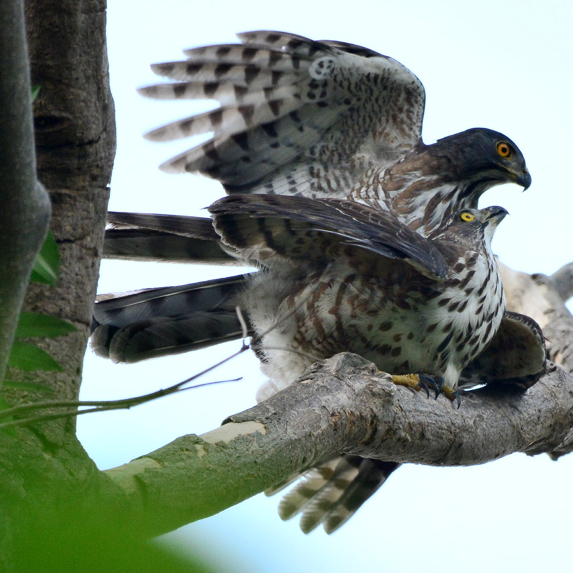 Хохлатый ястреб (Accipiter trivirgatus) Фото №6