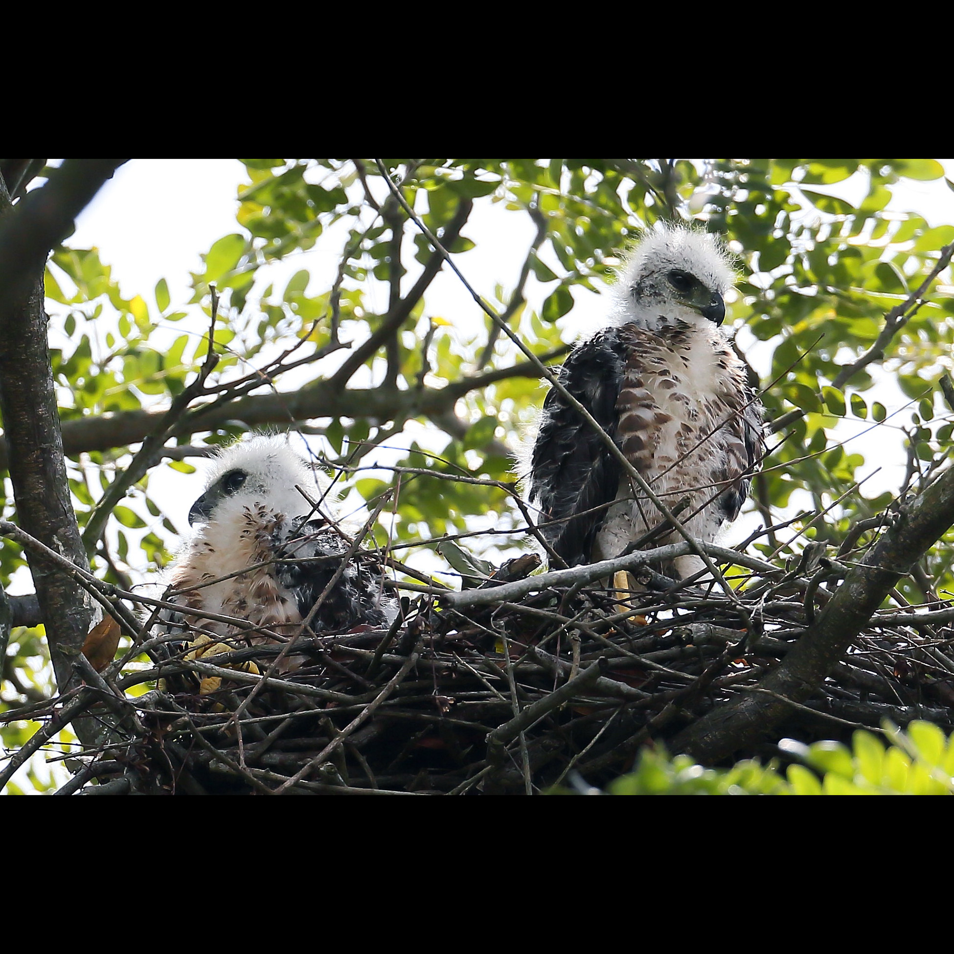 Хохлатый ястреб (Accipiter trivirgatus) Фото №7