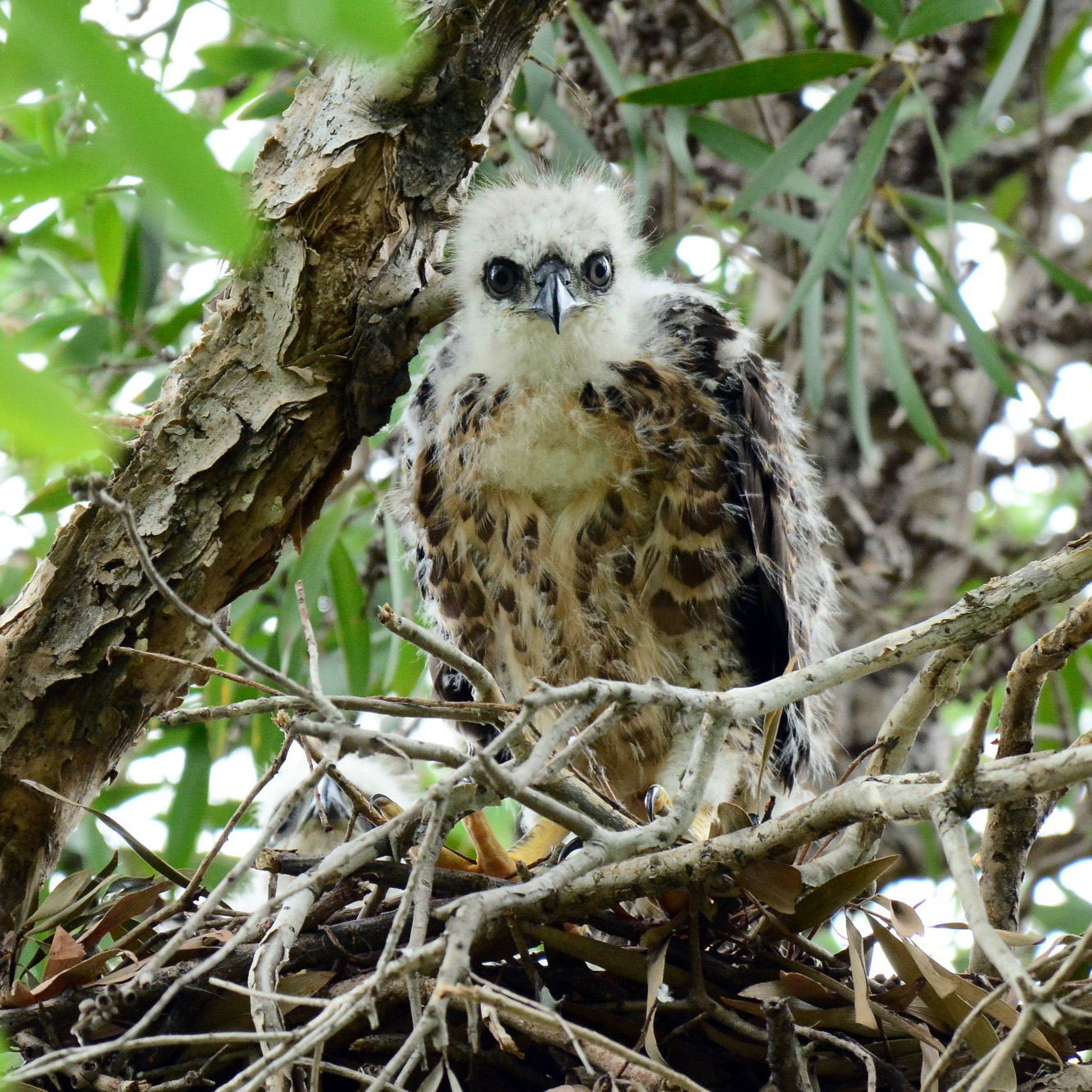 Хохлатый ястреб (Accipiter trivirgatus) Фото №8