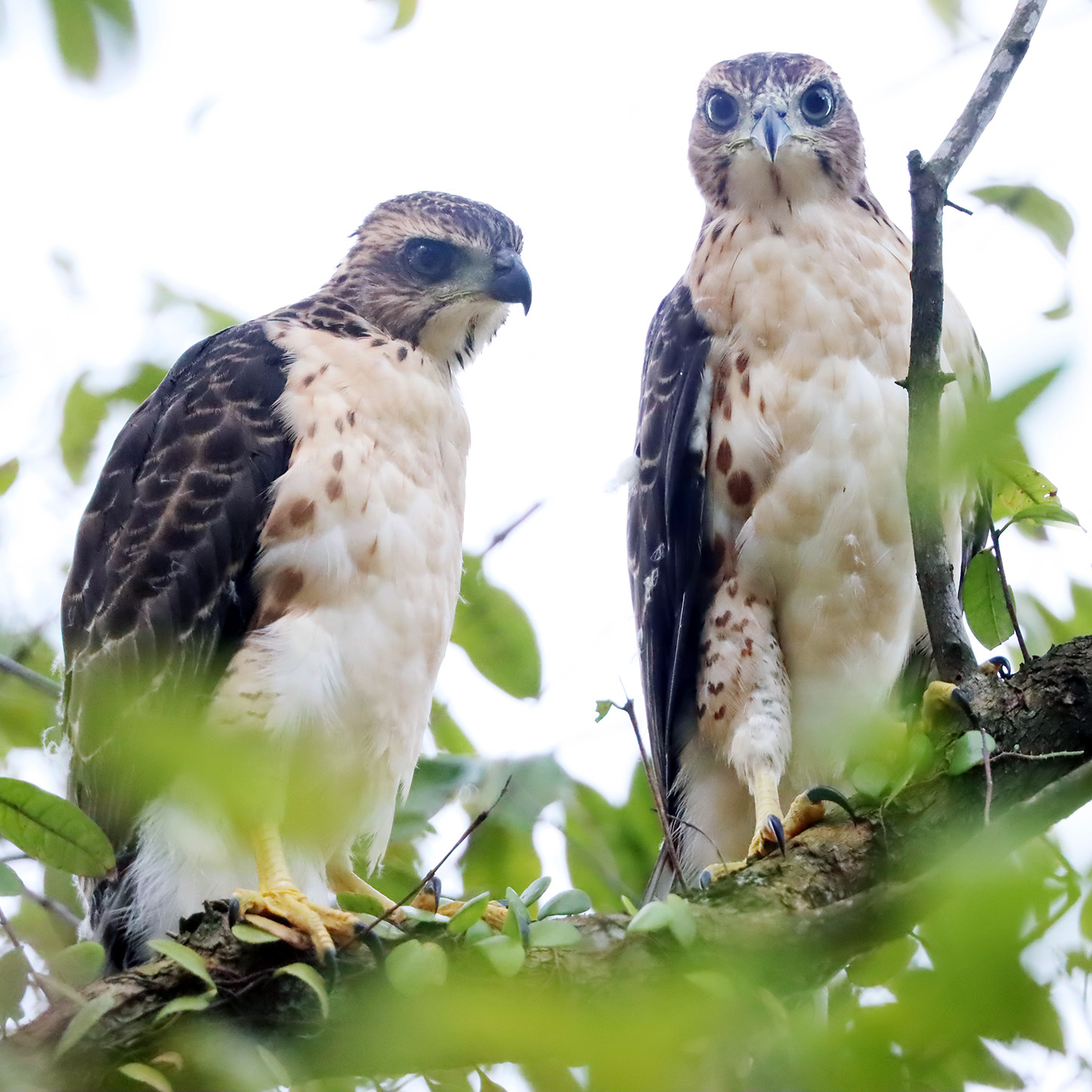 Хохлатый ястреб (Accipiter trivirgatus) Фото №9