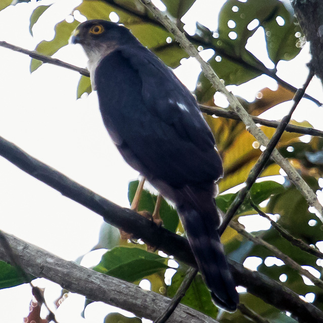 Plain Breasted Hawk (Accipiter ventralis) Фото №2