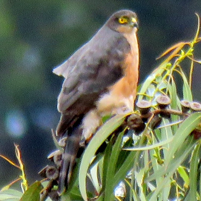 Plain Breasted Hawk (Accipiter ventralis) Фото №3