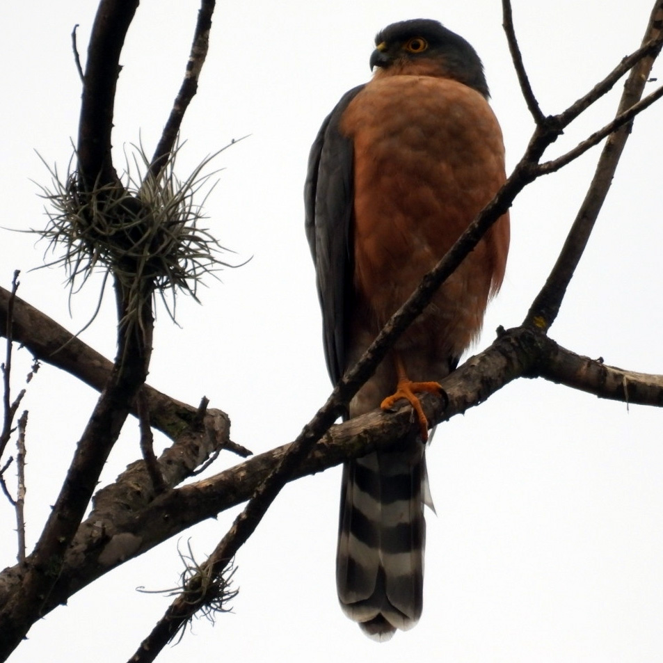 Plain Breasted Hawk (Accipiter ventralis) Фото №6