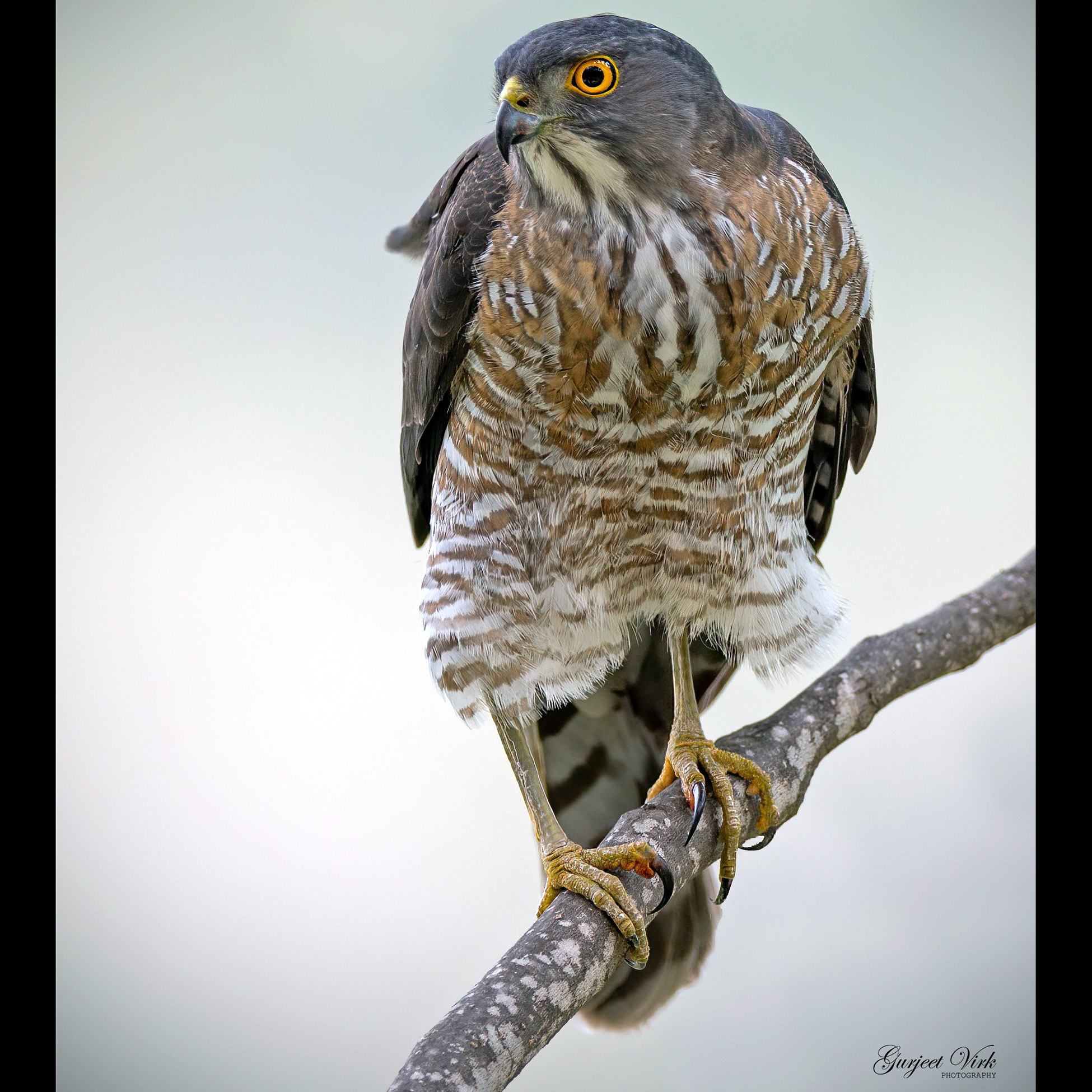 Индийский перепелятник (Accipiter virgatus) Фото №10