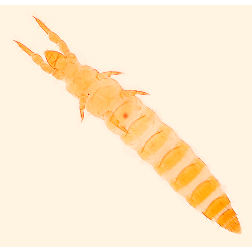 Семейство Acerentomidae фото