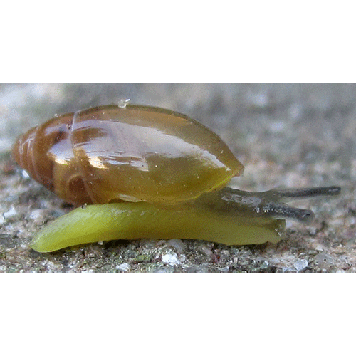 Семейство Achatinoidea  фото