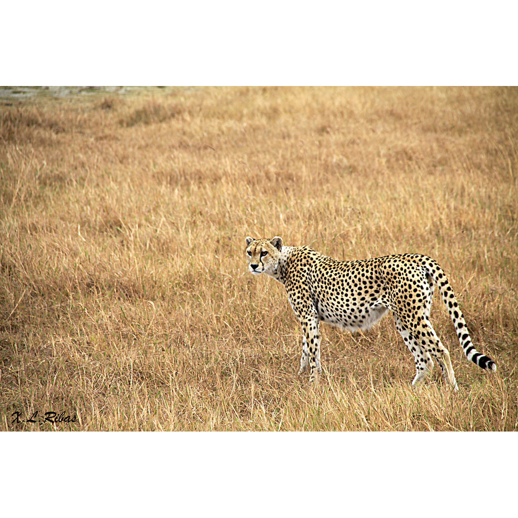 Гепард (Acinonyx jubatus) Фото №3