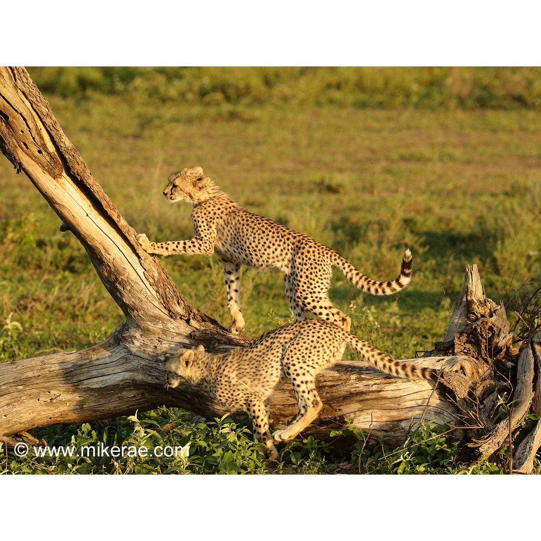 Гепард (Acinonyx jubatus) Фото №5