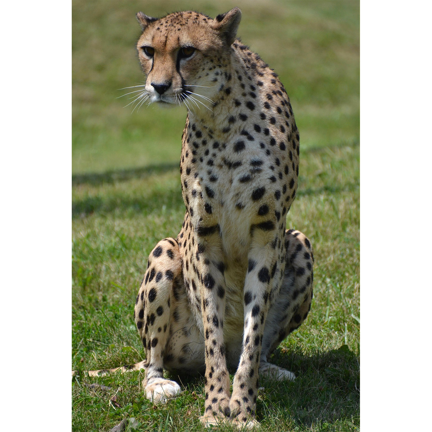 Гепард (Acinonyx jubatus) Фото №6