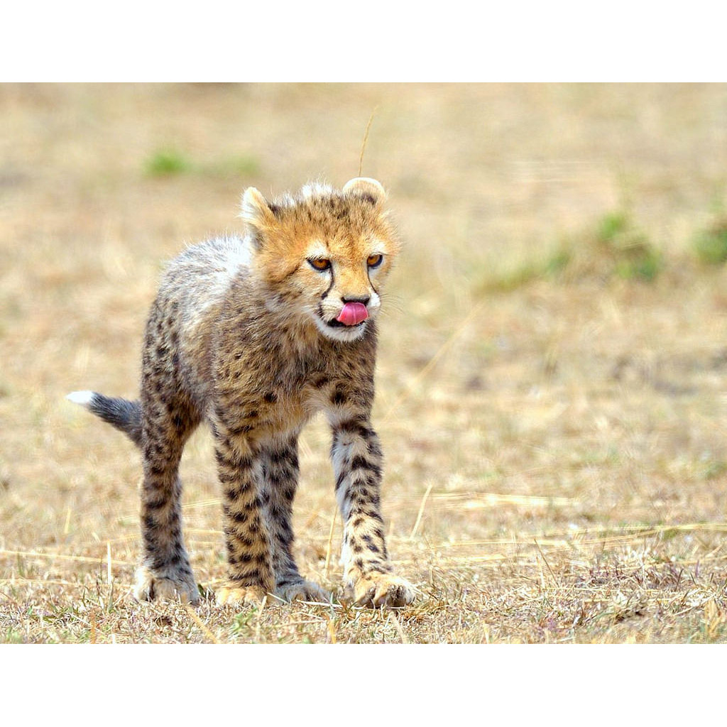 Гепард (Acinonyx jubatus) Фото №9
