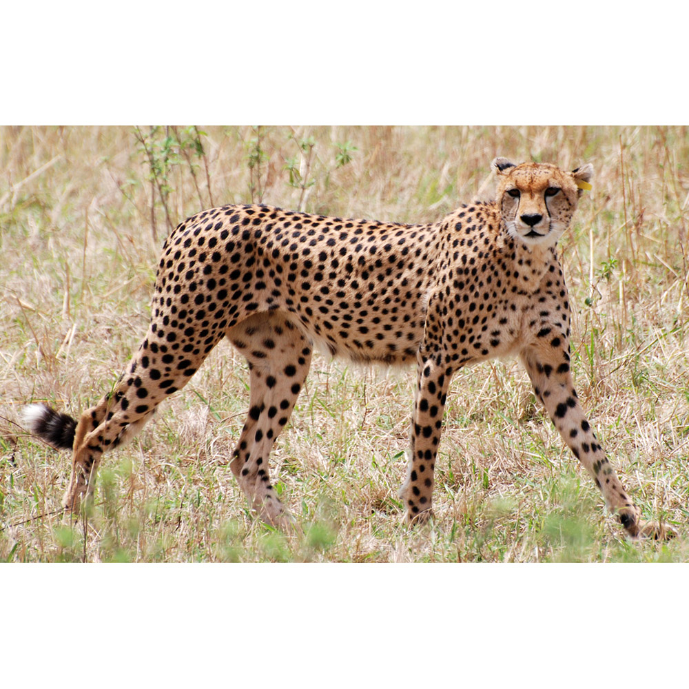 Гепард (Acinonyx jubatus) Фото №1