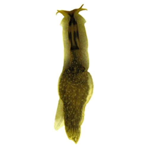 Семейство Acochlidioidea  фото