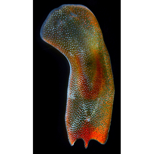 Класс Acoelomorpha фото